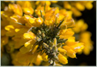 Photo: Yellow Flowers - Maison de Granit, France