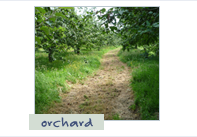 Photo: Orchard - Maison de Granit, Treguiers, France