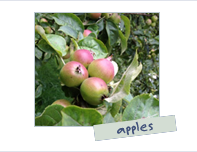 Photo: Apples - Maison de Granit, Treguiers, France